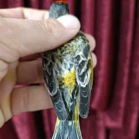 گلبسر نر زعفرانی