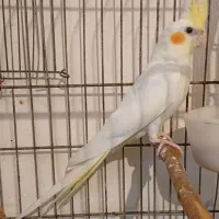 عروس هلندی چشم قرمز۴ماهه|پرنده|رامهرمز, |دیوار