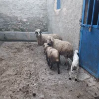 سلام دو راس گوسفند به فروش میرسد
