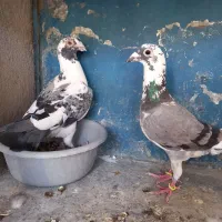 کبوتر معاوضه