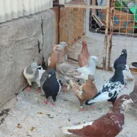 کفتر رنگی آس