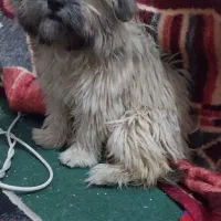 سگ شیتزو  پامرین|سگ|فسا, |دیوار