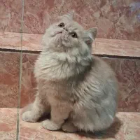 گربه پرشین|گربه|رشت, منظریه|دیوار