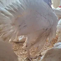 ۵۰ عدد بوقلمون گوشتی ممتاز بیوتی (سفید یکدست)