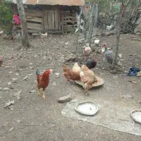 فروش مرغ محلی|حیوانات مزرعه|سیاهکل, |دیوار