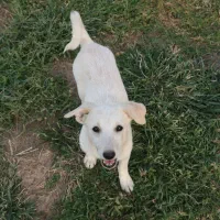 سگ ماده واکسن خورده شناسنامه دار|سگ|کاشان, مدرس|دیوار