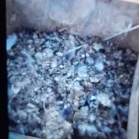 زل یا کود کبوتر