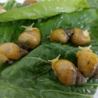 واگذاری حلزون های آچاتینا|خزنده|قم, تولید دارو و یخچال|دیوار