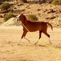 مادیان ترک|اسب و تجهیزات اسب‌سواری|نورآباد ممسنی, |دیوار