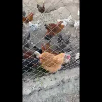 مرغ و خروس گلین و لاری