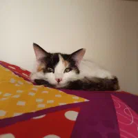 واگذاری رایگان گربه