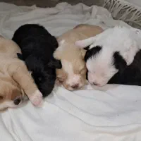 واگذاری ۴ تا توله سگ