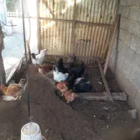 ۱۰عدد مرغ تخم گذار ۱سالو نیمه|حیوانات مزرعه|کیاشهر, |دیوار