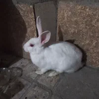 خرگوش