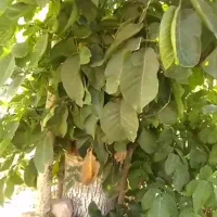 پیوند کاری گردو و انگور موندراپ|خدمات باغبانی و درختکاری|شیروان (خراسان), |دیوار