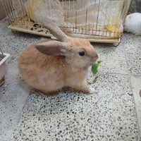 خرگوش