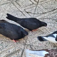 دوجفت کبوتر کار داده به شرط