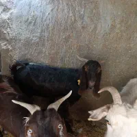 بز دو رگ|حیوانات مزرعه|زاهدان, |دیوار