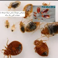 سمپاشی ساس سوسک سم پاشی گال زنبوردرتمام نقاط|خدمات نظافت|مشهد, کوشش|دیوار