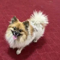 سگ میکس پامر