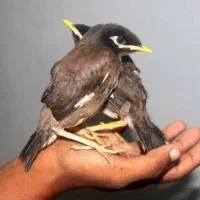 فروش مینا آماده آموزش سخنگو شدن
