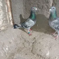 ۴جفت نرماده سبز پلاکی روی تخم جوجه