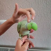 طوطی ملنگو دستی نر