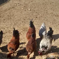 سه تا خروس فروشی