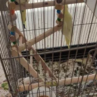 فروش عروس هلندی مولد نژاد لوتینو