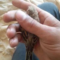 جوجه گلبسر.سهره.جوجه سهره.گلبسرنر.گلبسر ماده پرنده|پرنده|فیروزکوه, |دیوار