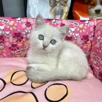 بیریتیش سیلور چشم ابی ns33