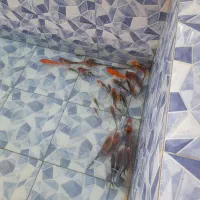 تعدادی ماهی کوی به فروش میرسد