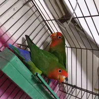 طوطی برزیلی