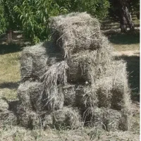 ۳۵۰ پرس علف خشک باغچه