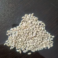 گندم بذری پیشگام