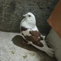کبوتر ارزشی