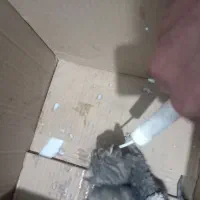 سگ گ