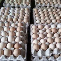 تخم مرغ محلی