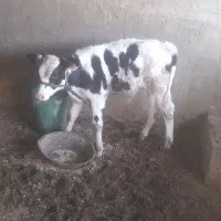 عقیلی روستای چم عربان|حیوانات مزرعه|شوشتر, |دیوار