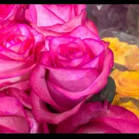 شاخه گل طبیعی خاش