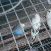 مرغ عشق|پرنده|قشم, |دیوار