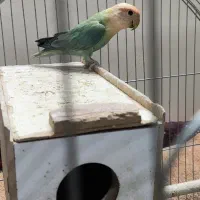 طوطی کوتوله نر مولد|پرنده|اصفهان, جاوان|دیوار