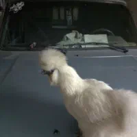 تخم ابریشمی|حیوانات مزرعه|گرگان, |دیوار