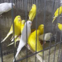 مرغ عشق و کوتوله دستی مولد نر وماده دررنگ های زیبا