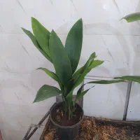 گل و گیاه برگ عبایی