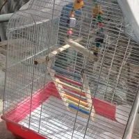 قفس پرنده|لوازم جانبی حیوانات|آبپخش, |دیوار