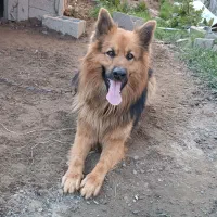 سگ ژرمن|سگ|لاهیجان, گلستان|دیوار