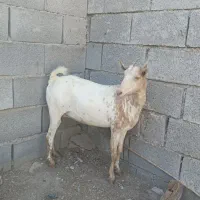 بز آبستن ۲ ماه به بالا|حیوانات مزرعه|بندرعباس, |دیوار