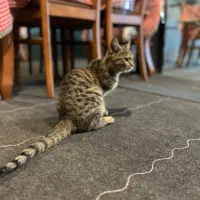 واگذراری گربه حمایتی