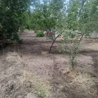باغ 200متری دارای برق دراسکو|فروش زمین و ملک کلنگی|اسکو, |دیوار